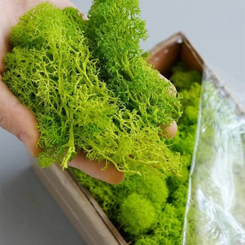 Sphagnum Moss Dry - พืชสีเขียวประดิษฐ์ชีวิตนิรันดร์ MOSS หญ้าครอบครัว Room Garden Decor