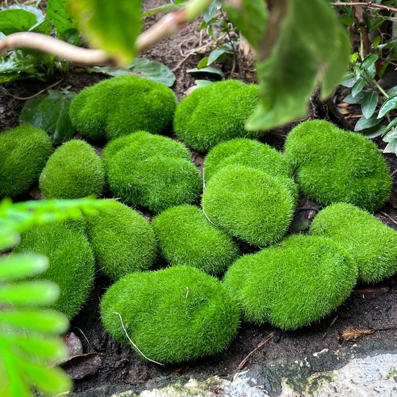 หินมอสจำลอง 5/30 ชิ้น หินมอสปร - Sphagnum Moss Dry บทวิจารณ์และราคา