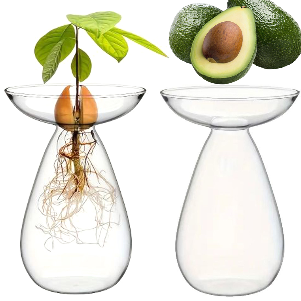 แจกันปลูกอะโวคาโดแบบไฮโดรโปนิก - Propagation Station Vase บทวิจารณ์และราคา