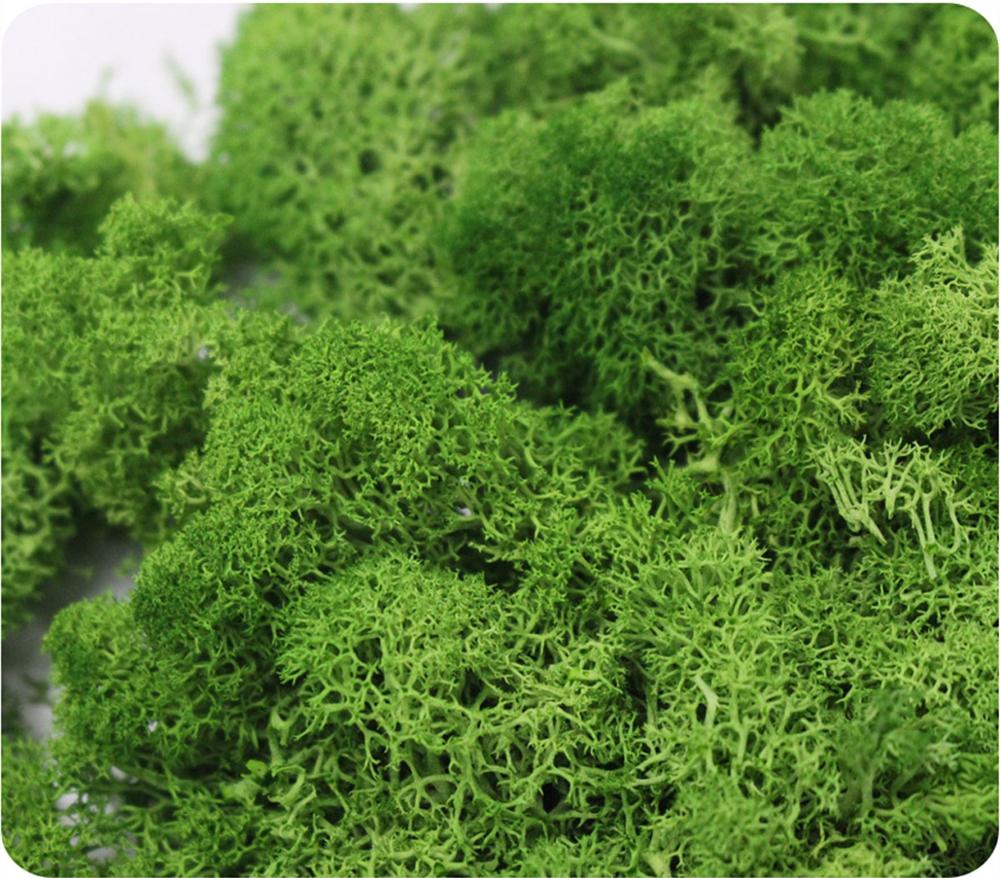 ประดิษฐ์ชีวิตนิรันดร์ MOSS Gar - Sphagnum Moss Dry บทวิจารณ์และราคา