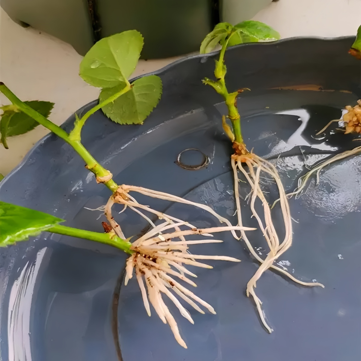 กรดไอเอเอ (3-อินโดลอะซิติกแอซิ - Rooting Hormone Powder บทวิจารณ์และราคา