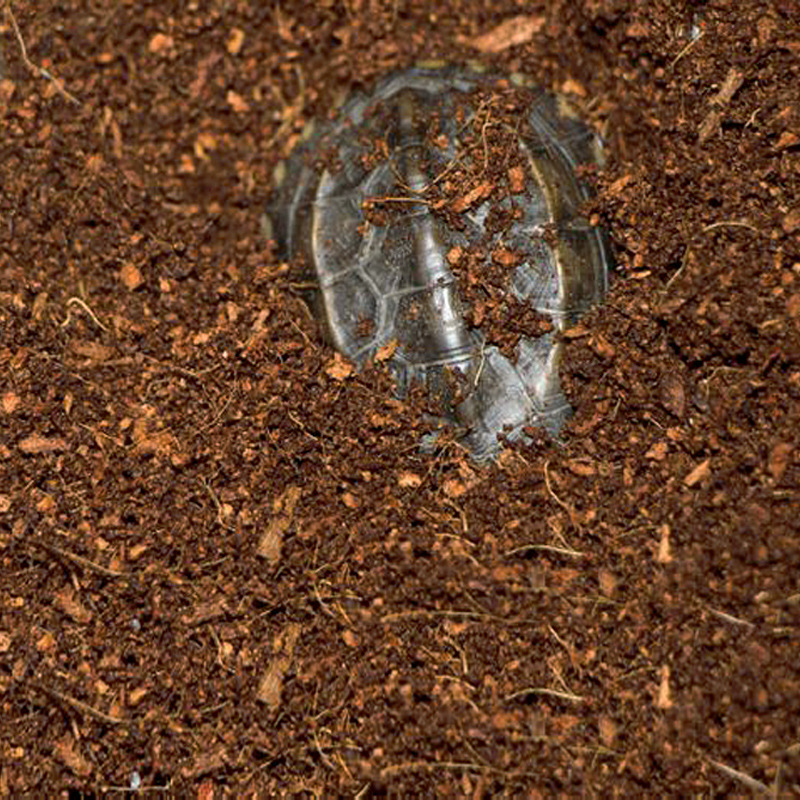 วัสดุรองพื้นสำหรับสัตว์เลื้อยค - Sphagnum Moss Dry บทวิจารณ์และราคา